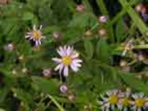 Aster Ageratoides Extract 